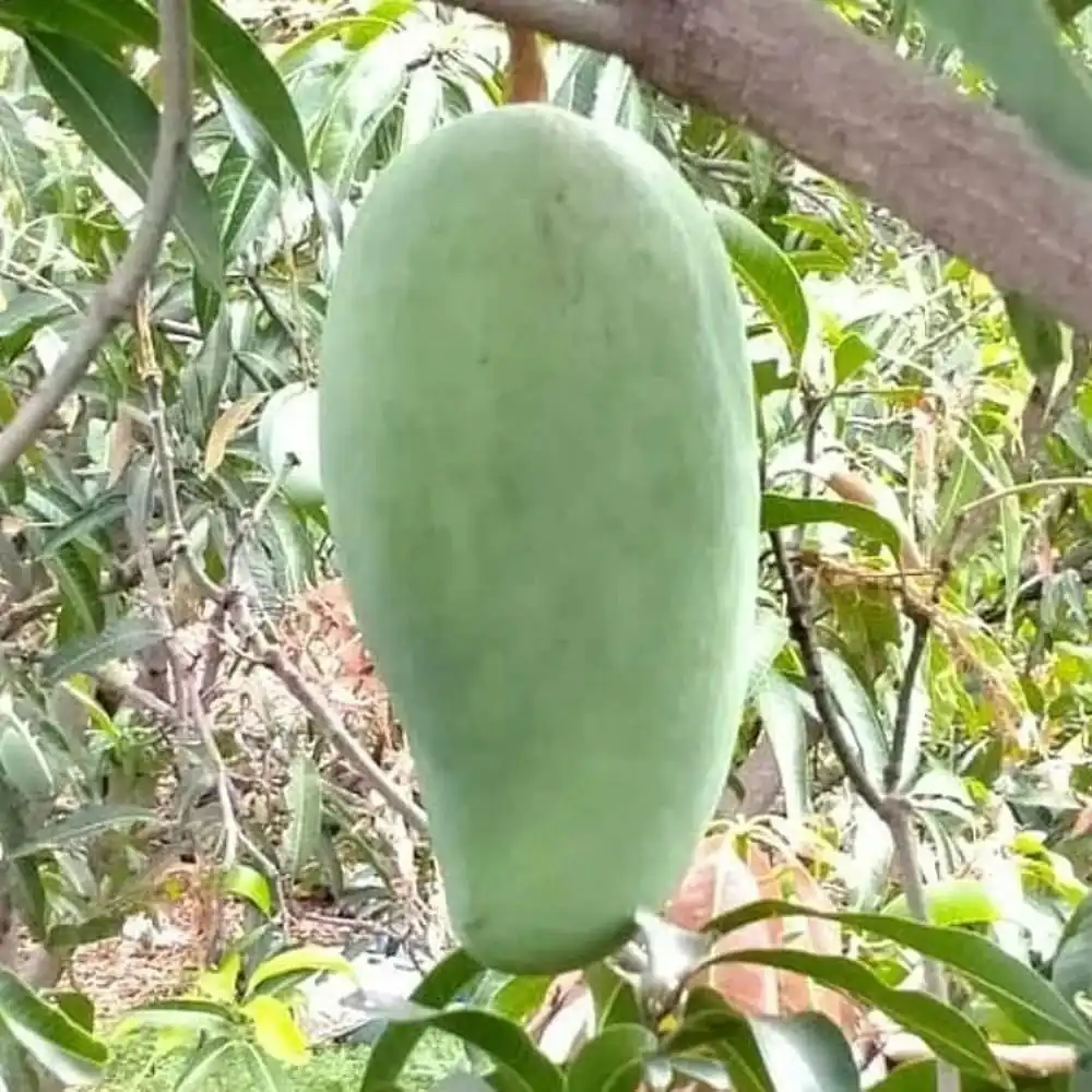 Noorjahan Mango (નૂરજહાં કેરી)